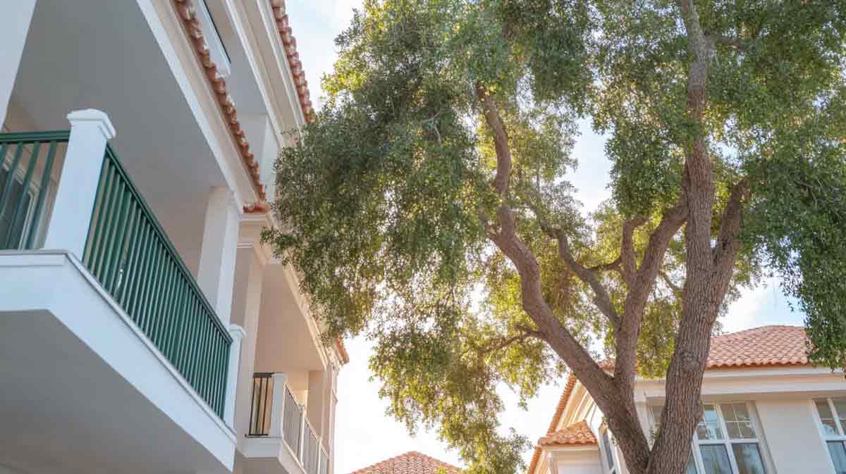 Crane Tree Removal in Daytona Beach, FL | Tree Trimming Services in Daytona Beach, FL | Florida Foliage | Tree Removal | Storm Preparation in FL
