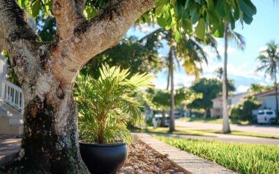 Emergency Tree Removal Daytona Beach FL – Fast Help