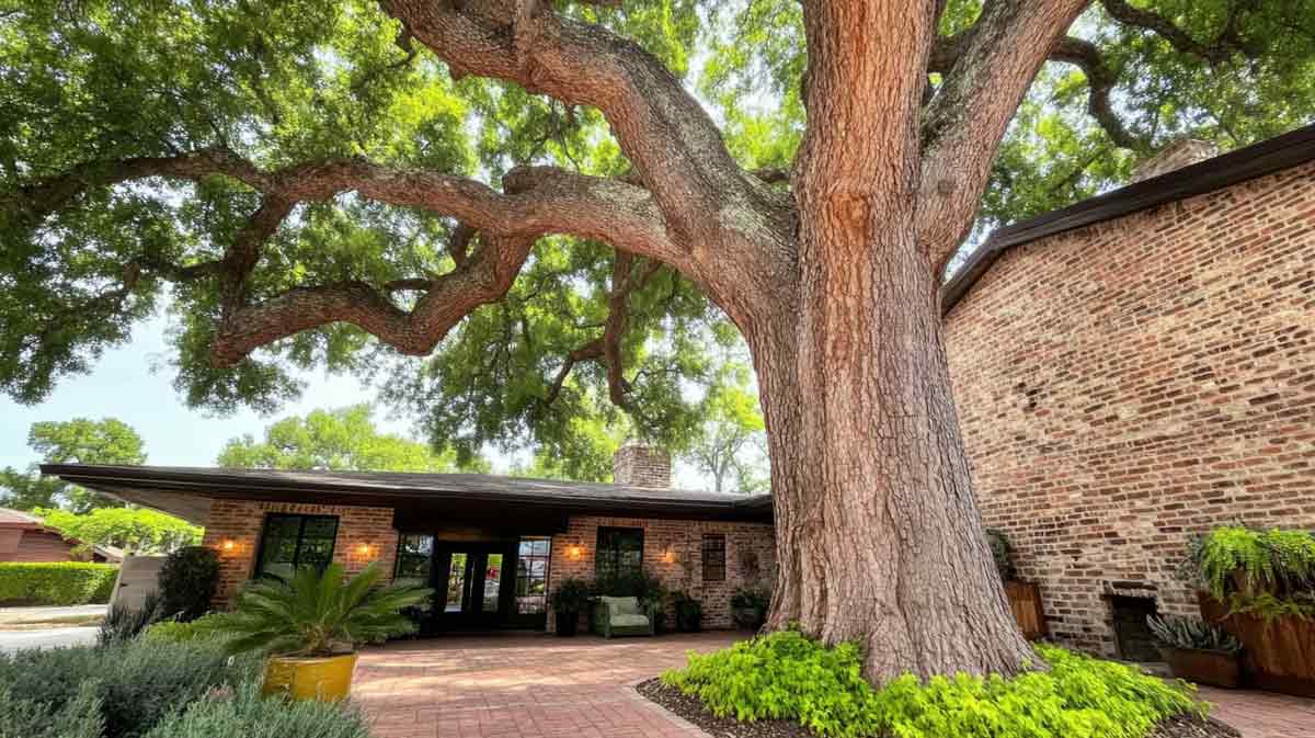 Emergency Tree Help in Central FL | Tree Trimming Services in Daytona Beach, FL | Florida Foliage | Tree Removal | Storm Tree Prep in Central FL