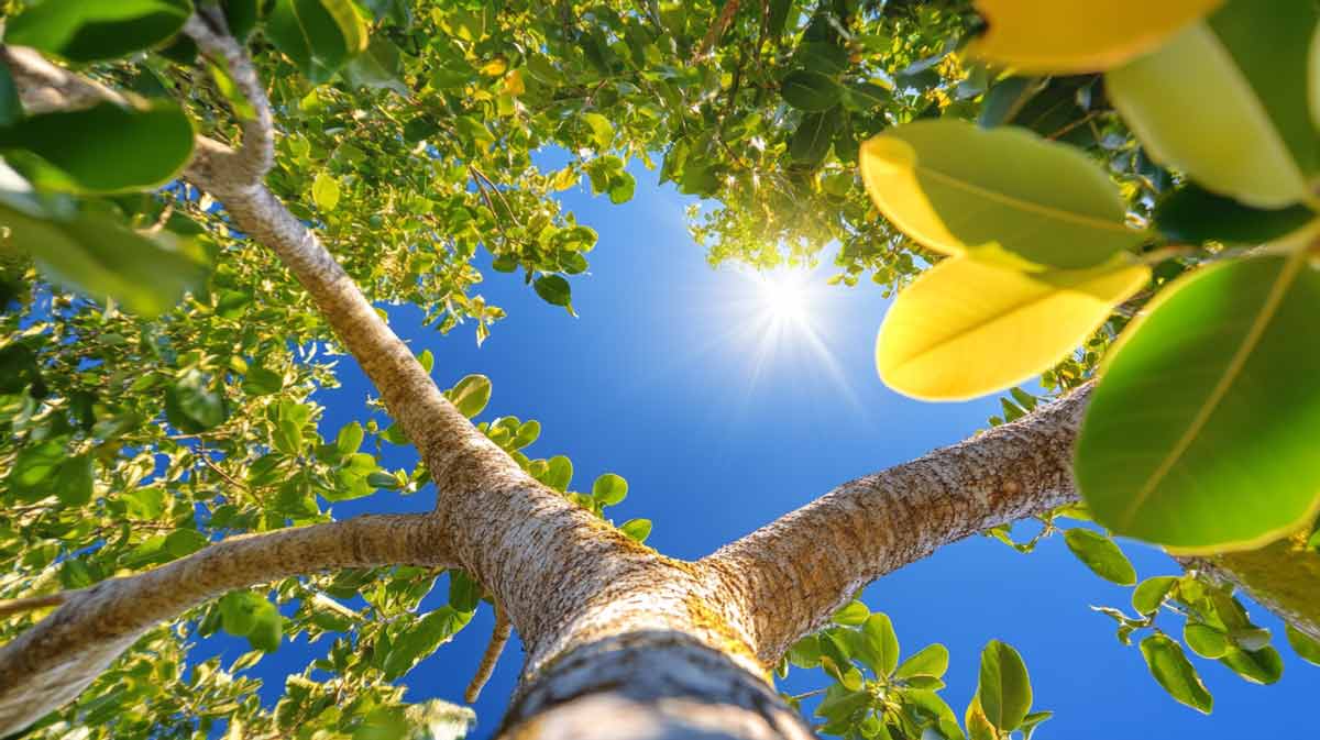 Top-Rated Tree Trimming in Central FL | Tree Trimming Services in Daytona Beach, FL | Florida Foliage | Tree Removal | Storm Tree Prep in Central FL