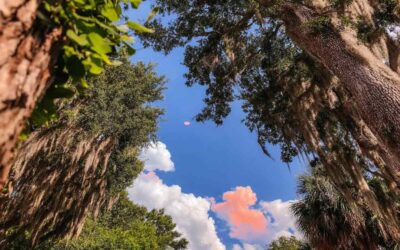 Affordable Hurricane Tree Removal in Central Florida