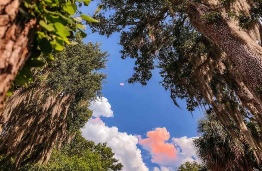 Affordable Hurricane Tree Removal in Central Florida | Tree Trimming Services in Daytona Beach, FL | Florida Foliage | Tree Removal | Storm Tree Prep in Central FL