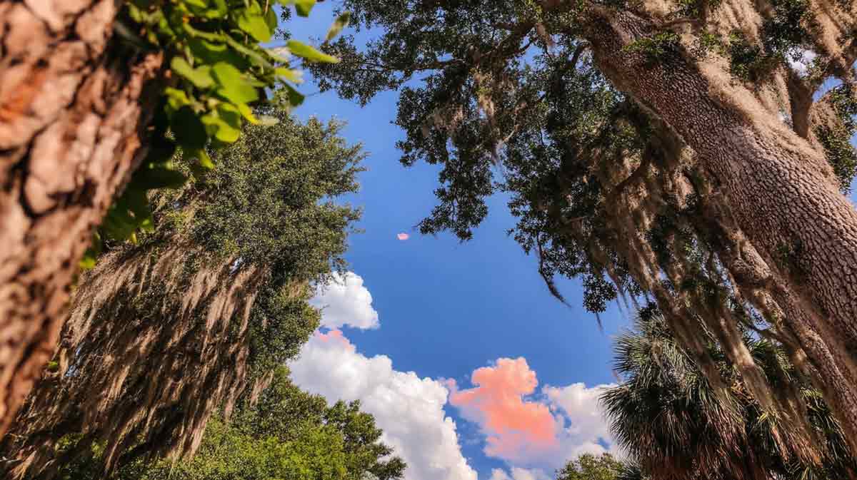 Affordable Hurricane Tree Removal in Central Florida | Tree Trimming Services in Daytona Beach, FL | Florida Foliage | Tree Removal | Storm Tree Prep in Central FL