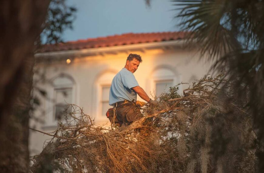 Hurricane Tree Inspection Services in Central FL | Tree Trimming Services in Daytona Beach, FL | Florida Foliage | Tree Removal | Storm Tree Prep in Central FL