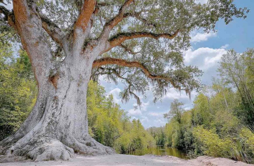 Hurricane Tree Risk Assessment in Central Florida | Tree Trimming Services in Daytona Beach, FL | Florida Foliage | Tree Removal | Storm Tree Prep in Central FL