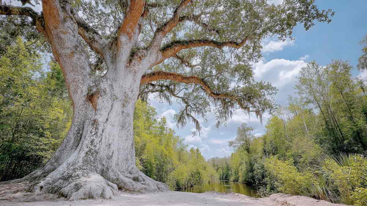 Hurricane Tree Risk Assessment in Central Florida | Tree Trimming Services in Daytona Beach, FL | Florida Foliage | Tree Removal | Storm Tree Prep in Central FL