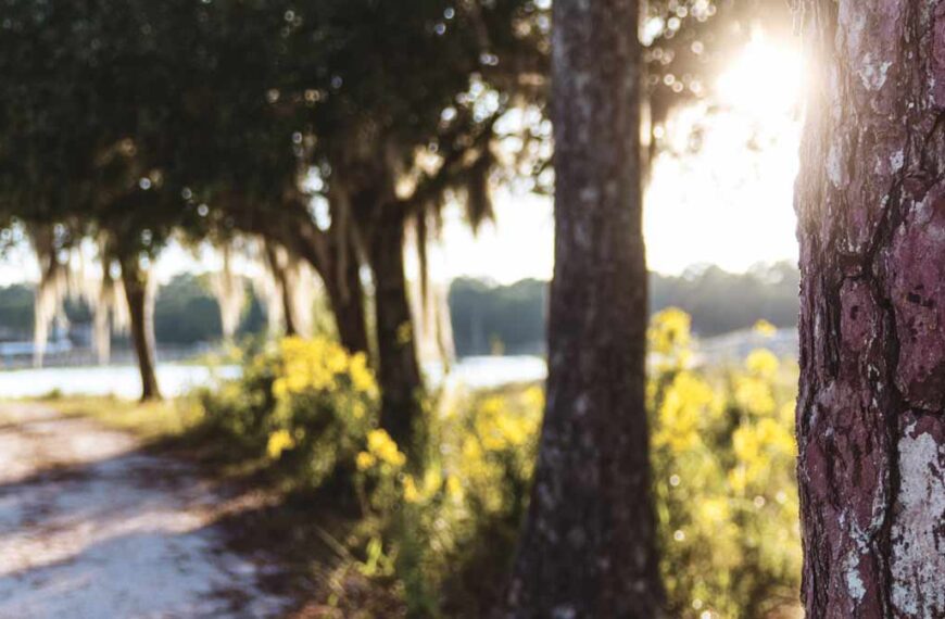 Hurricane Tree Trimming in Central Florida | Tree Trimming Services in Daytona Beach, FL | Florida Foliage | Tree Removal | Storm Tree Prep in Central FL