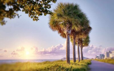 Pre-Hurricane Tree Trimming in Daytona Beach, FL