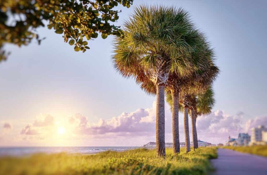 Pre-Hurricane Tree Trimming in Daytona Beach, FL | Tree Trimming Services in Daytona Beach, FL | Florida Foliage | Tree Removal | Storm Tree Prep in Central FL