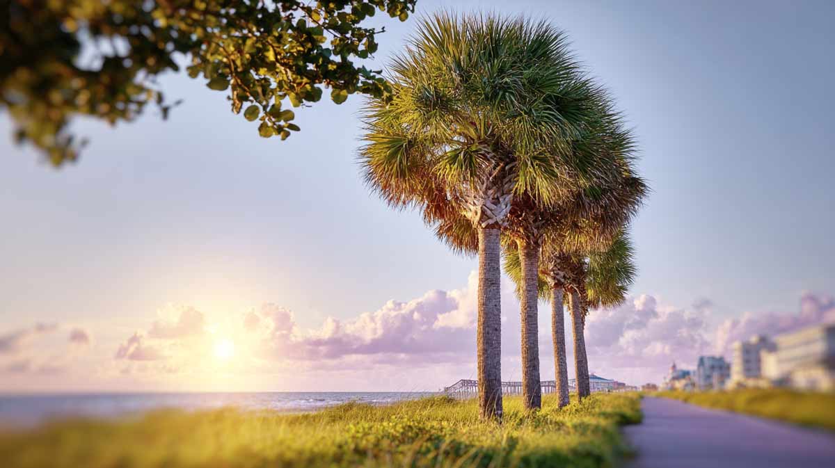 Pre-Hurricane Tree Trimming in Daytona Beach, FL | Tree Trimming Services in Daytona Beach, FL | Florida Foliage | Tree Removal | Storm Tree Prep in Central FL