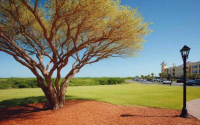 Top Tree Cutting Service Near Me Daytona Beach, FL