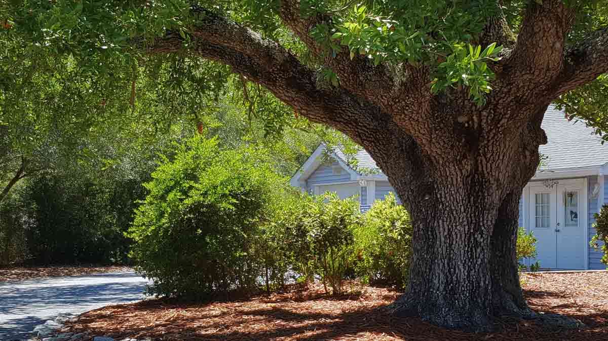 Tree Removal in Oviedo FL | Fast, Affordable Help | Tree Trimming Services in Daytona Beach, FL | Florida Foliage | Tree Removal | Storm Tree Prep in Central FL