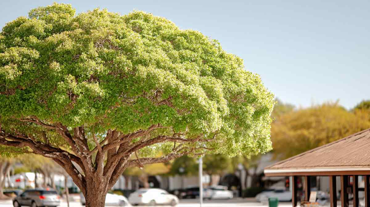 Tree Services in Sanford FL | Storm Prep & Cleanup | Tree Trimming Services in Daytona Beach, FL | Florida Foliage | Tree Removal | Storm Tree Prep in Central FL