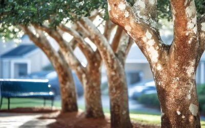Trusted Tree Company Near Me Daytona Beach, FL