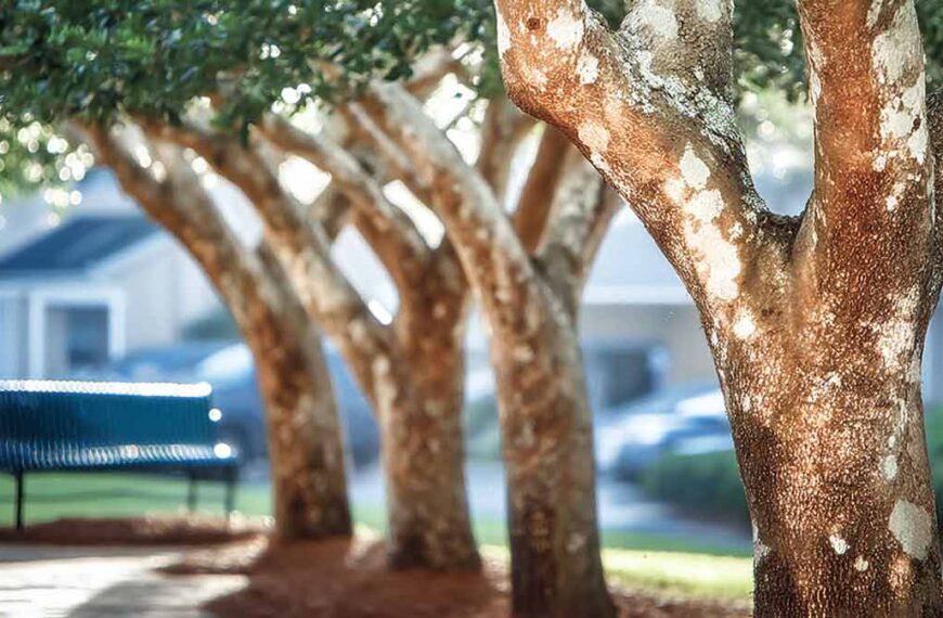 Trusted Tree Company Near Me Daytona Beach, FL | Tree Trimming Services in Daytona Beach, FL | Florida Foliage | Tree Removal | Storm Tree Prep in Central FL