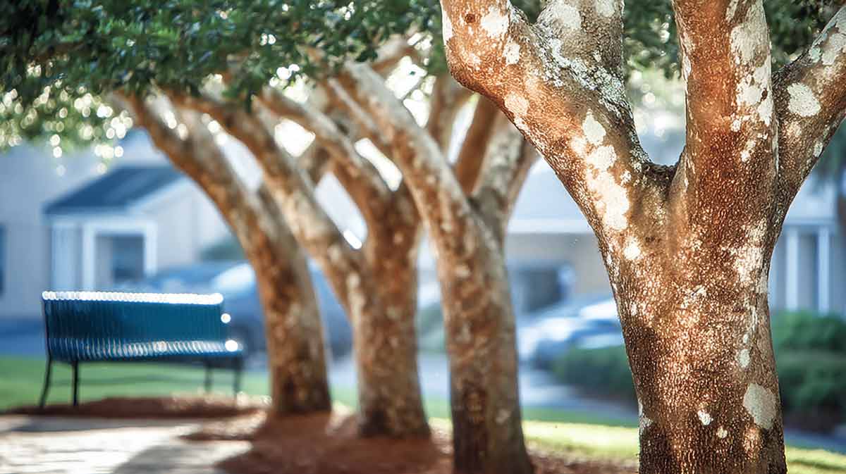 Trusted Tree Company Near Me Daytona Beach, FL | Tree Trimming Services in Daytona Beach, FL | Florida Foliage | Tree Removal | Storm Tree Prep in Central FL