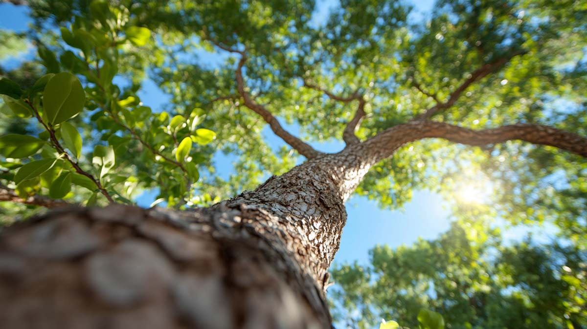 Emergency Tree Service Near Me in Daytona Beach | Tree Trimming Services in Daytona Beach, FL | Florida Foliage | Tree Removal | Storm Tree Prep in Central FL