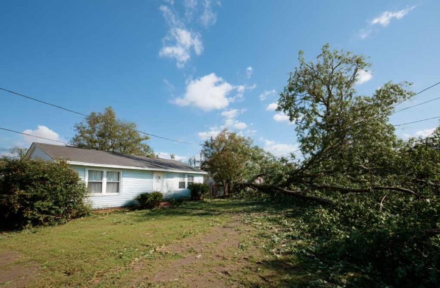 Hurricane Tree Damage Removal Central Florida | Tree Trimming Services in Daytona Beach, FL | Florida Foliage | Tree Removal | Storm Tree Prep in Central FL