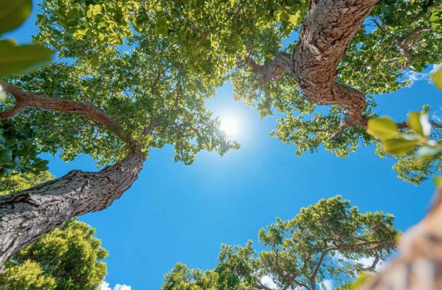 ISA Certified Arborist Daytona Beach | Tree Trimming Services in Daytona Beach, FL | Florida Foliage | Tree Removal | Storm Tree Prep in Central FL
