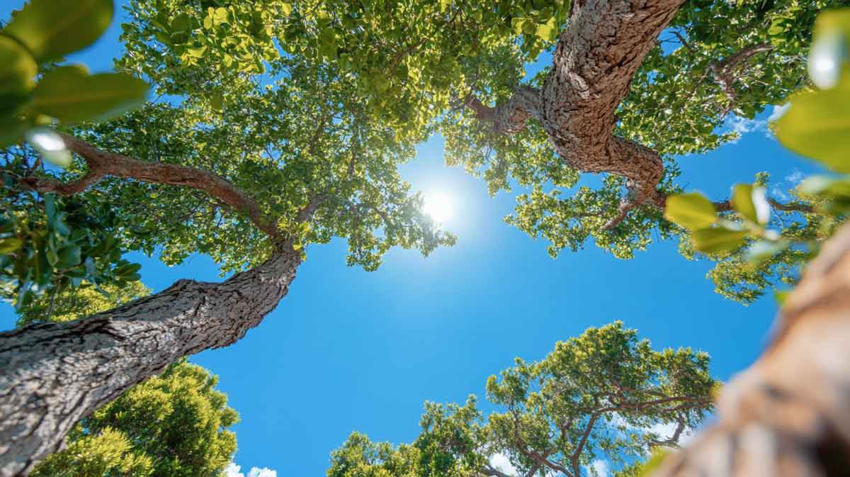 ISA Certified Arborist Daytona Beach | Tree Trimming Services in Daytona Beach, FL | Florida Foliage | Tree Removal | Storm Tree Prep in Central FL