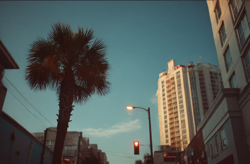 Palm Tree Trimming Service Near Me Daytona Beach | Tree Trimming Services in Daytona Beach, FL | Florida Foliage | Tree Removal | Storm Tree Prep in Central FL