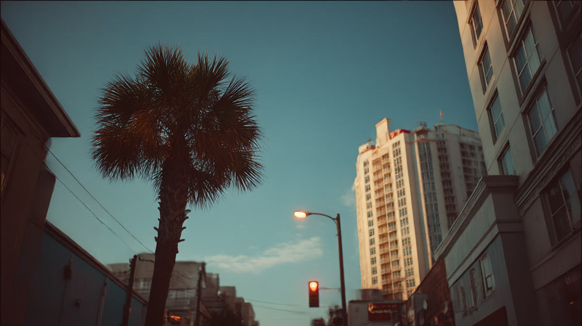 Palm Tree Trimming Service Near Me Daytona Beach | Tree Trimming Services in Daytona Beach, FL | Florida Foliage | Tree Removal | Storm Tree Prep in Central FL