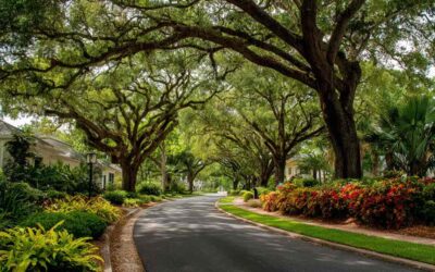 Arborist Reports Ormond Beach FL for Permits