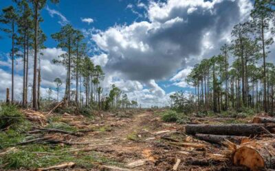Land Clearing Oak Hill FL for Developers