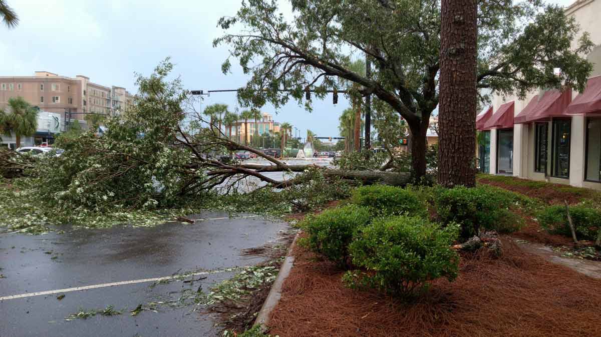 Storm Cleanup Port Orange FL for Plazas | Florida Foliage | Tree Removal | Storm Tree Prep in Central FL