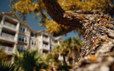 Tree Removal South Daytona FL for Home Safety