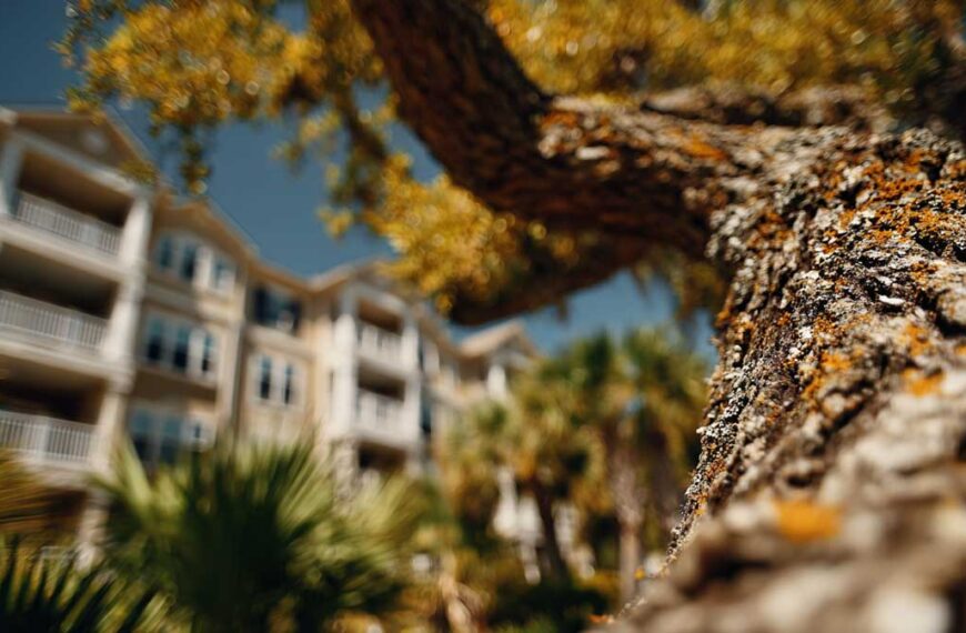 Tree Removal South Daytona FL for Home Safety | Florida Foliage | Tree Removal | Storm Tree Prep in Central FL