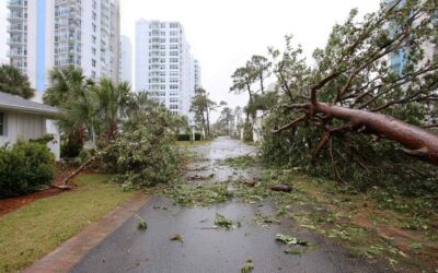 Tree Debris Hauling Daytona Beach FL Projects
